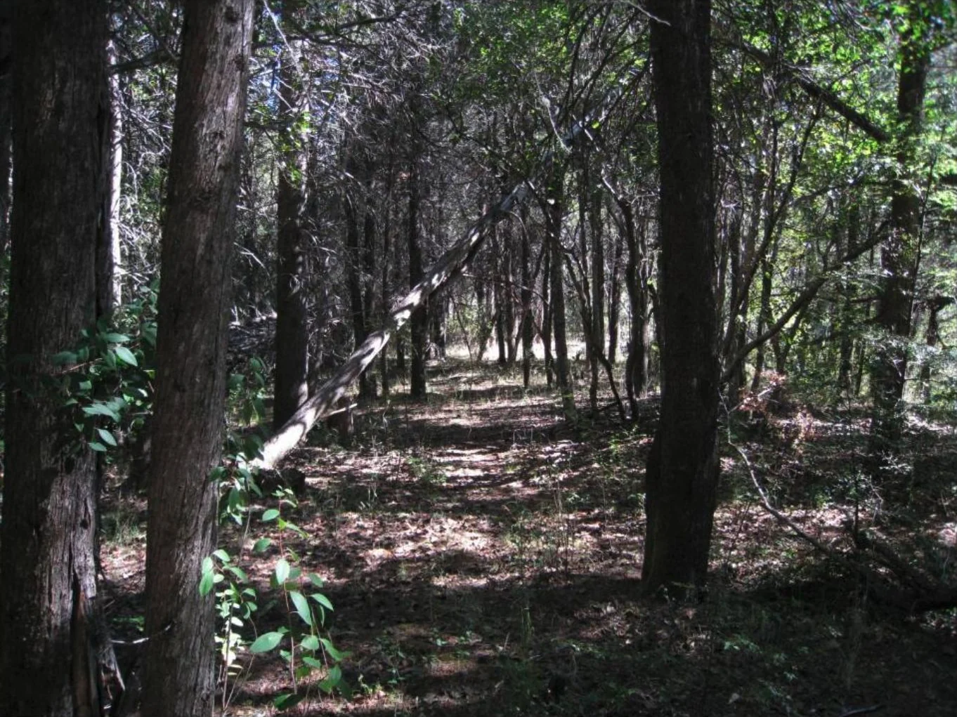 Luz y sombra entre los árboles del bosque nativo del faldeo